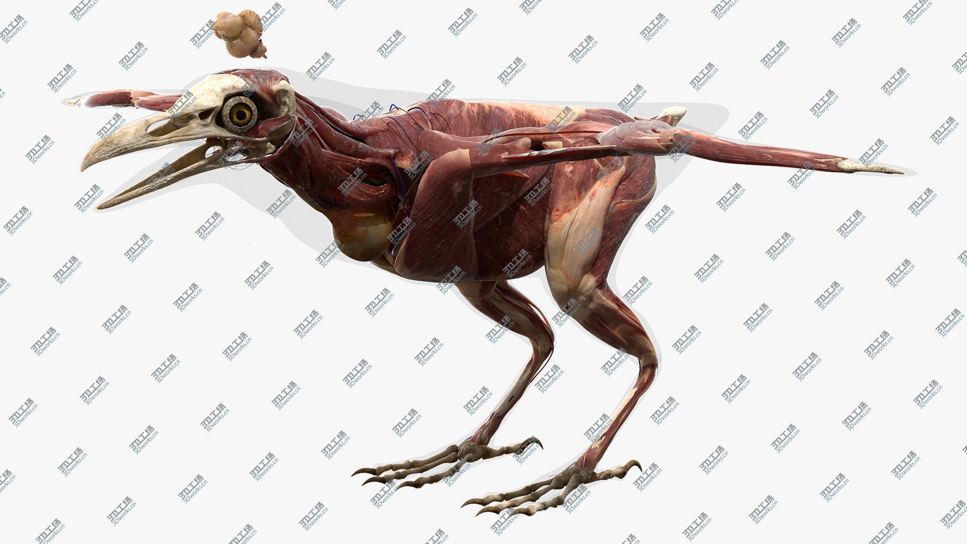 images/goods_img/20210313/3D Bird Anatomy model/3.jpg